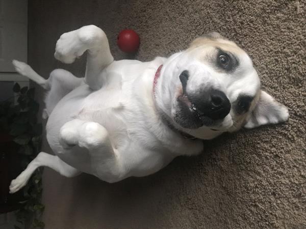 /Images/uploads/Humane Society of Lackawanna County/LoveYourPet/entries/9654thumb.jpg